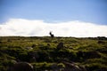 Reindeer in top of the mountain with clouds in background Royalty Free Stock Photo