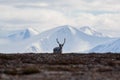 A reindeer, on the tundra north of Svalbard in the Arctic Royalty Free Stock Photo