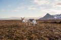 Reindeer on tundra Royalty Free Stock Photo