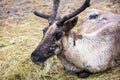 Reindeer with Velvet Layer on Antlers Royalty Free Stock Photo