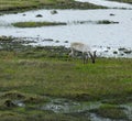 Reindeer and the water Royalty Free Stock Photo