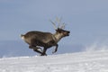 Reindeer which runs on snow-covered tundra