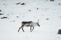 Reindeer in the wild and frozen nature surrounded by snow and hills, Iceland Royalty Free Stock Photo