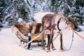 Reindeer in a winter forest in Lapland. Finland Royalty Free Stock Photo