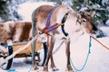 Reindeer in a winter forest in Lapland. Finland Royalty Free Stock Photo