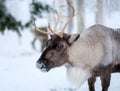 Reindeer in a winter landscape