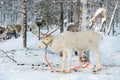 Reindeer in winter, Lapland Finland Royalty Free Stock Photo