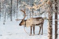 Reindeer in winter, Lapland Finland Royalty Free Stock Photo