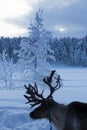 A reindeer during winter in Lapland, Sweden, Norrbotten Royalty Free Stock Photo