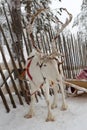 Reindeer in winter at the polar circle.