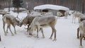 Reindeer in winter.