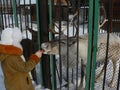 Reindeer in a zoo in a cage