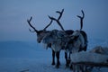 Reindeers Royalty Free Stock Photo