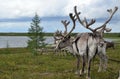 Reindeers in Arctic