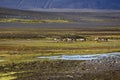 Reindeers in central Iceland