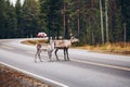 Reindeers crossing a road in autumn season in Finland Royalty Free Stock Photo