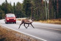 Reindeers crossing a road in autumn season in Finland Royalty Free Stock Photo