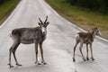 Reindeers on the drive way