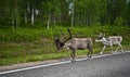 Reindeers in Finland