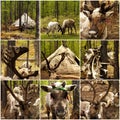 Reindeers in the forest in Mongolia Royalty Free Stock Photo