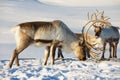 Reindeers graze in deep snow in natural environment in Tromso region, Northern Norway. Royalty Free Stock Photo