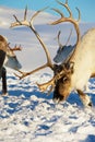 Reindeers graze in deep snow in natural environment in Tromso region, Northern Norway. Royalty Free Stock Photo