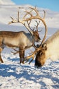 Reindeers graze in deep snow in natural environment in Tromso region, Northern Norway. Royalty Free Stock Photo