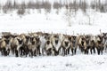 Reindeers migrate for a best grazing in the tundra Royalty Free Stock Photo