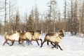 Reindeers migrate for a best grazing in the tundra Royalty Free Stock Photo