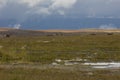 Reindeers in the mountains