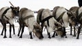 Reindeers on the national holiday on Yamal eating snow