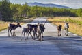 Reindeers in natural environment, Roros region Royalty Free Stock Photo