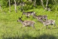 Reindeers in natural environment, Roros region Royalty Free Stock Photo