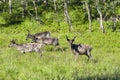 Reindeers in natural environment, Roros region Royalty Free Stock Photo