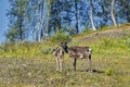 Reindeers in natural environment, Roros region