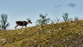 Reindeers in natural environment, Roros region Royalty Free Stock Photo