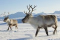 Reindeers in natural environment, Tromso region, Northern Norway Royalty Free Stock Photo