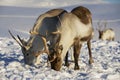 Reindeers in natural environment, Tromso region, Northern Norway