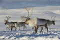 Reindeers in natural environment, Tromso region, Northern Norway