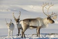 Reindeers in natural environment, Tromso region, Northern Norway