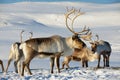 Reindeers in natural environment in Tromso region, Northern Norway.