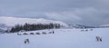 Reindeers pulling sleighs in winter Sami camp Royalty Free Stock Photo