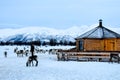 Reindeers in Sami camp in winter, Tromso, Norway Royalty Free Stock Photo