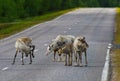 Reindeers walking around Royalty Free Stock Photo