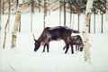 Reindeers walking among birches, winter. Deers on the snow