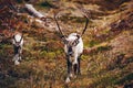 Reindeers walking near the road in autumn season in Finland Royalty Free Stock Photo