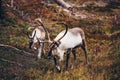 Reindeers walking near the road in autumn season in Finland Royalty Free Stock Photo