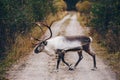 Reindeers walking on the road in autumn season in Finland