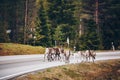 Reindeers walking on the road in autumn season in Finland Royalty Free Stock Photo