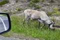 Reindeers walking on road in summer or autumn season in Finland, Lapland. View from the car Royalty Free Stock Photo